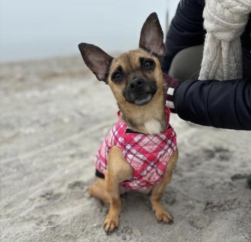 Enlarge Lunar Moon, a ADOPTABLE Chihuahua in Philadelphia, PA image 1/6