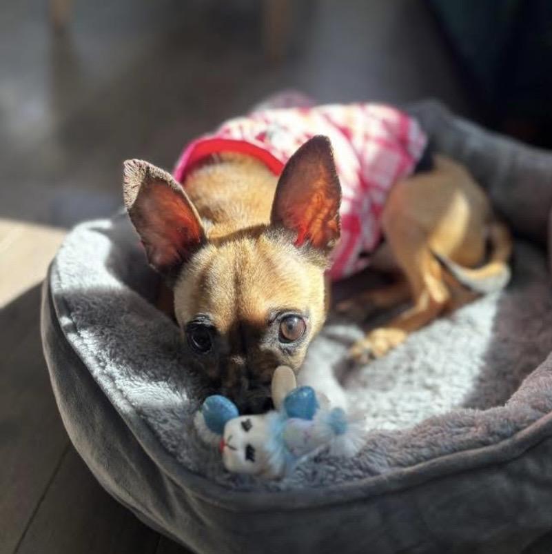 Enlarge Lunar Moon, a ADOPTABLE Chihuahua in Philadelphia, PA image 6/6