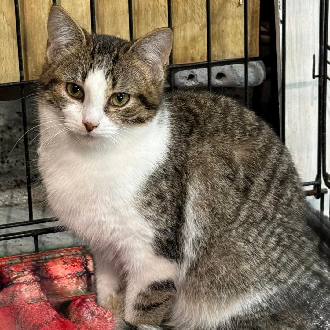 REAGAN, ADOPTABLE, Young Female Domestic Short Hair.