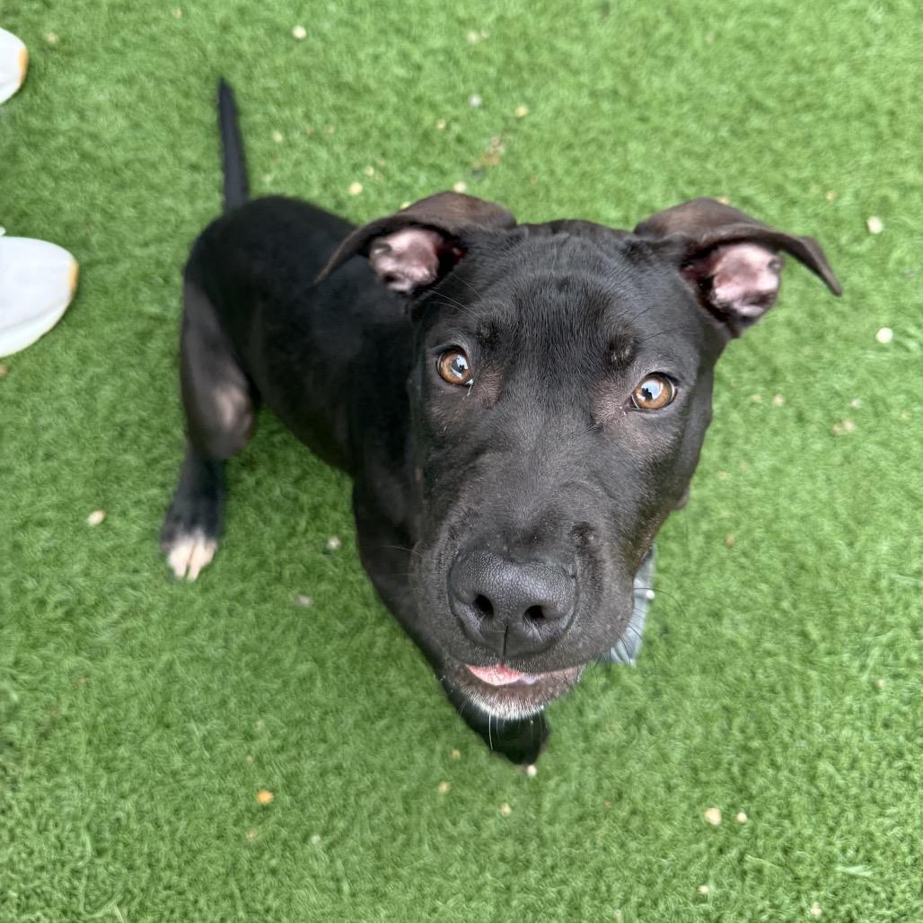 Nile, Adoptable, Puppy Male Mixed Breed.