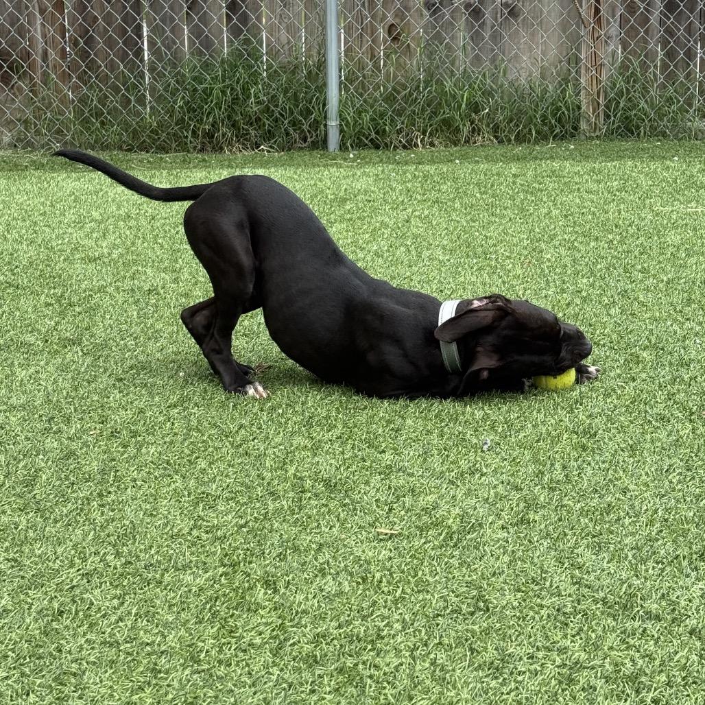 Nile, a Adoptable Mixed Breed in Batavia, OH image 2/6