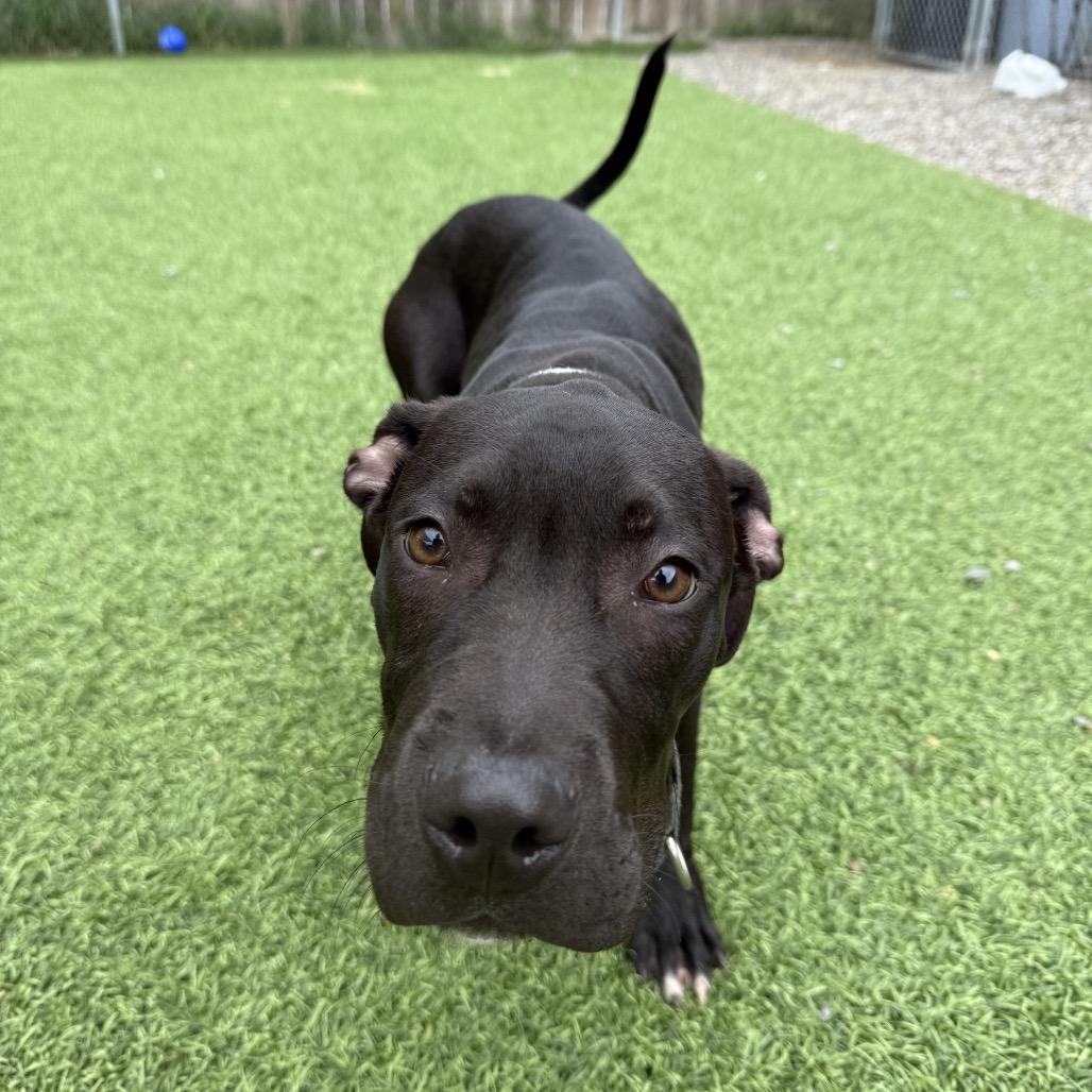 Nile, a Adoptable Mixed Breed in Batavia, OH image 3/6