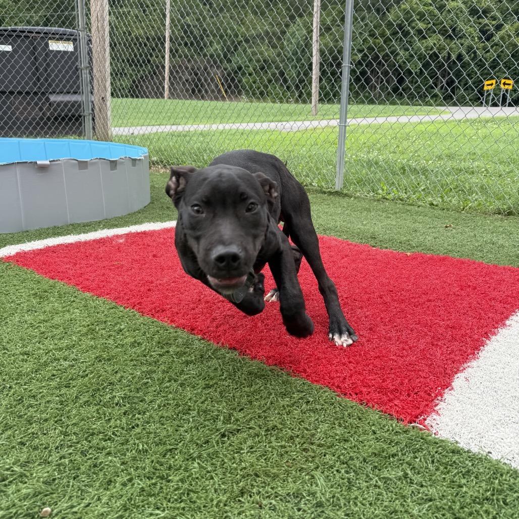 Nile, a Adoptable Mixed Breed in Batavia, OH image 4/6