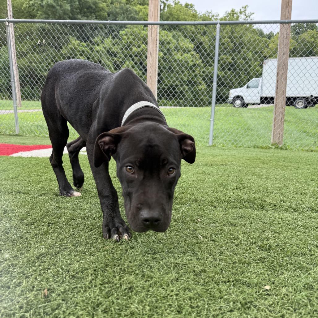 Nile, a Adoptable Mixed Breed in Batavia, OH image 5/6