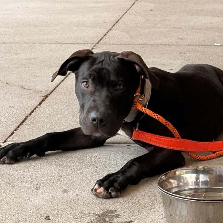 Nile, a Adoptable Mixed Breed in Batavia, OH image 6/6