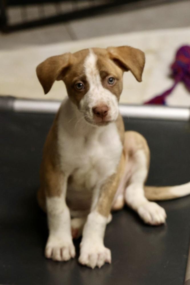 Enlarge Meta, a Adoptable mixed breed in TUCSON, AZ image 5/5