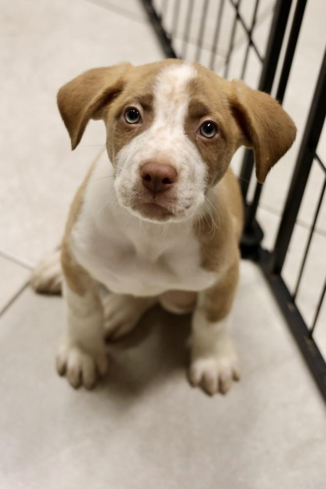 Enlarge Meta, a Adoptable mixed breed in TUCSON, AZ image 3/5