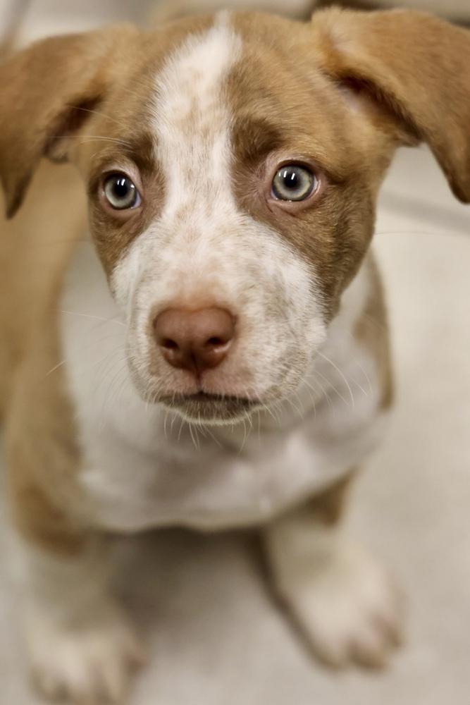 Enlarge Meta, a Adoptable mixed breed in TUCSON, AZ image 4/5