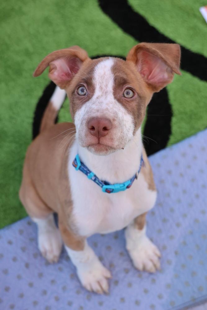 Meta, Adoptable, Puppy Male Labrador Retriever.