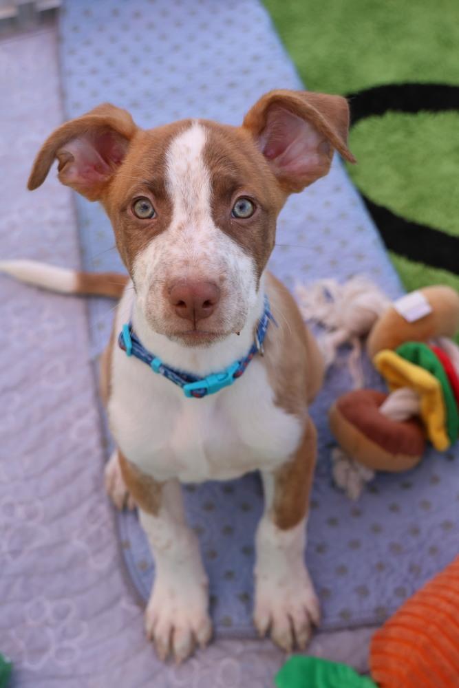 Enlarge Meta, a Adoptable mixed breed in TUCSON, AZ image 2/5