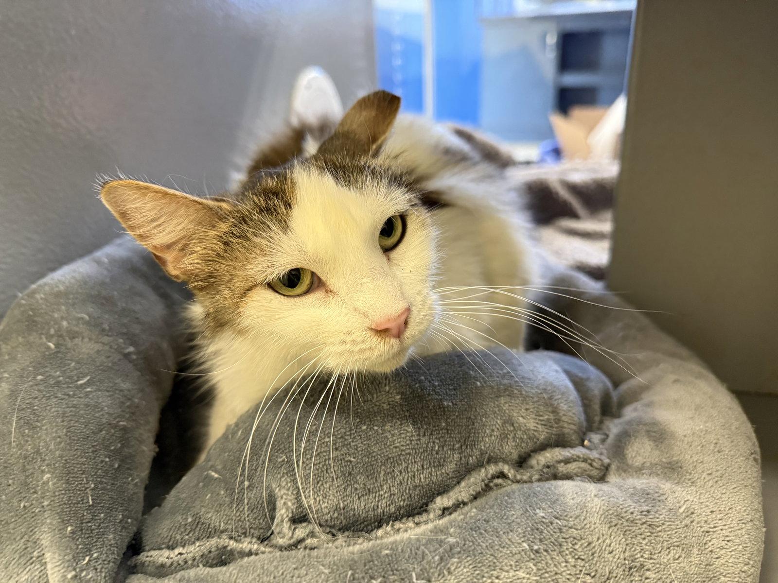 Enlarge Amelia, a Adoptable Domestic Long Hair in Phoenix, AZ image 1/3