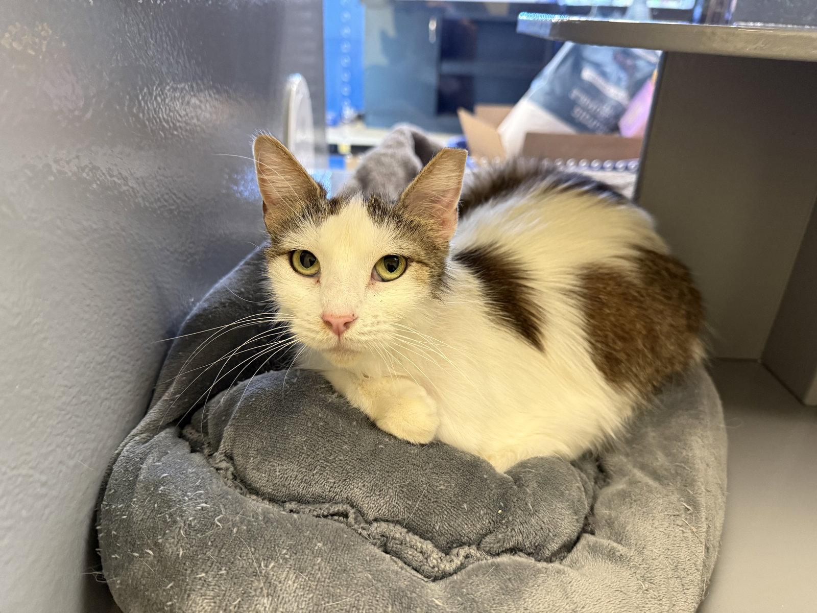 Enlarge Amelia, a Adoptable Domestic Long Hair in Phoenix, AZ image 2/3