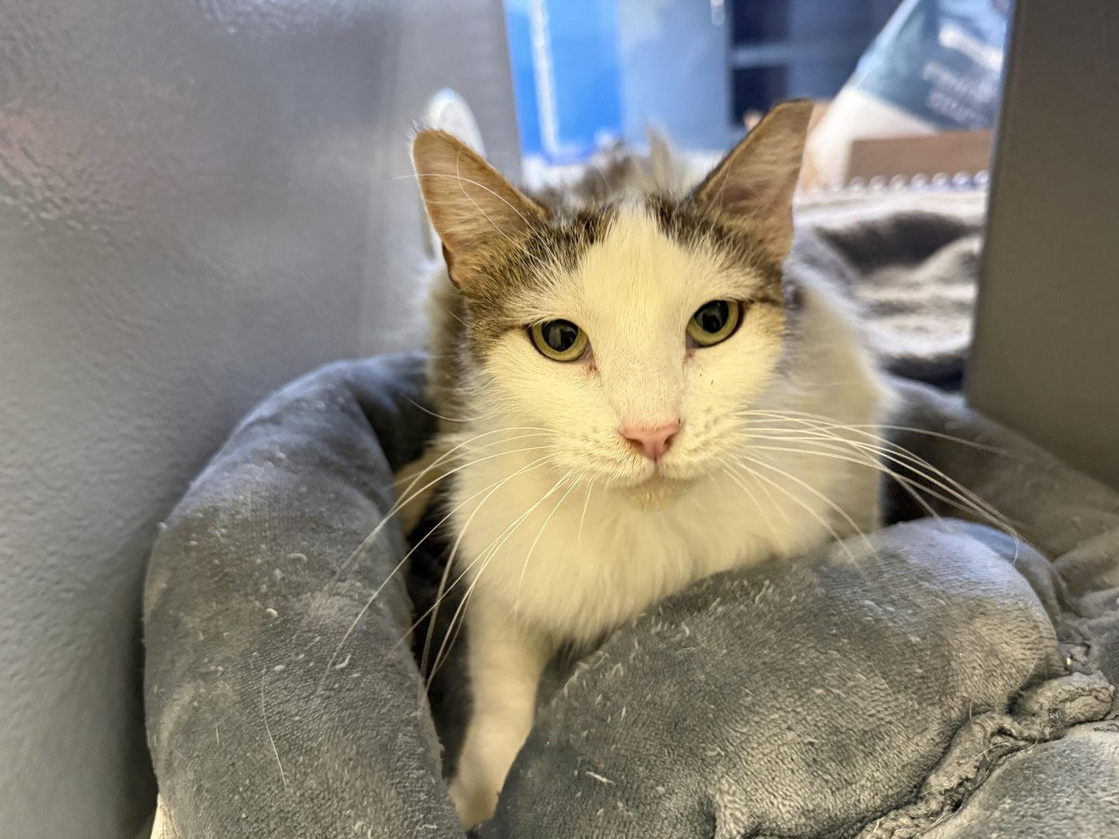 Enlarge Amelia, a Adoptable Domestic Long Hair in Phoenix, AZ image 3/3