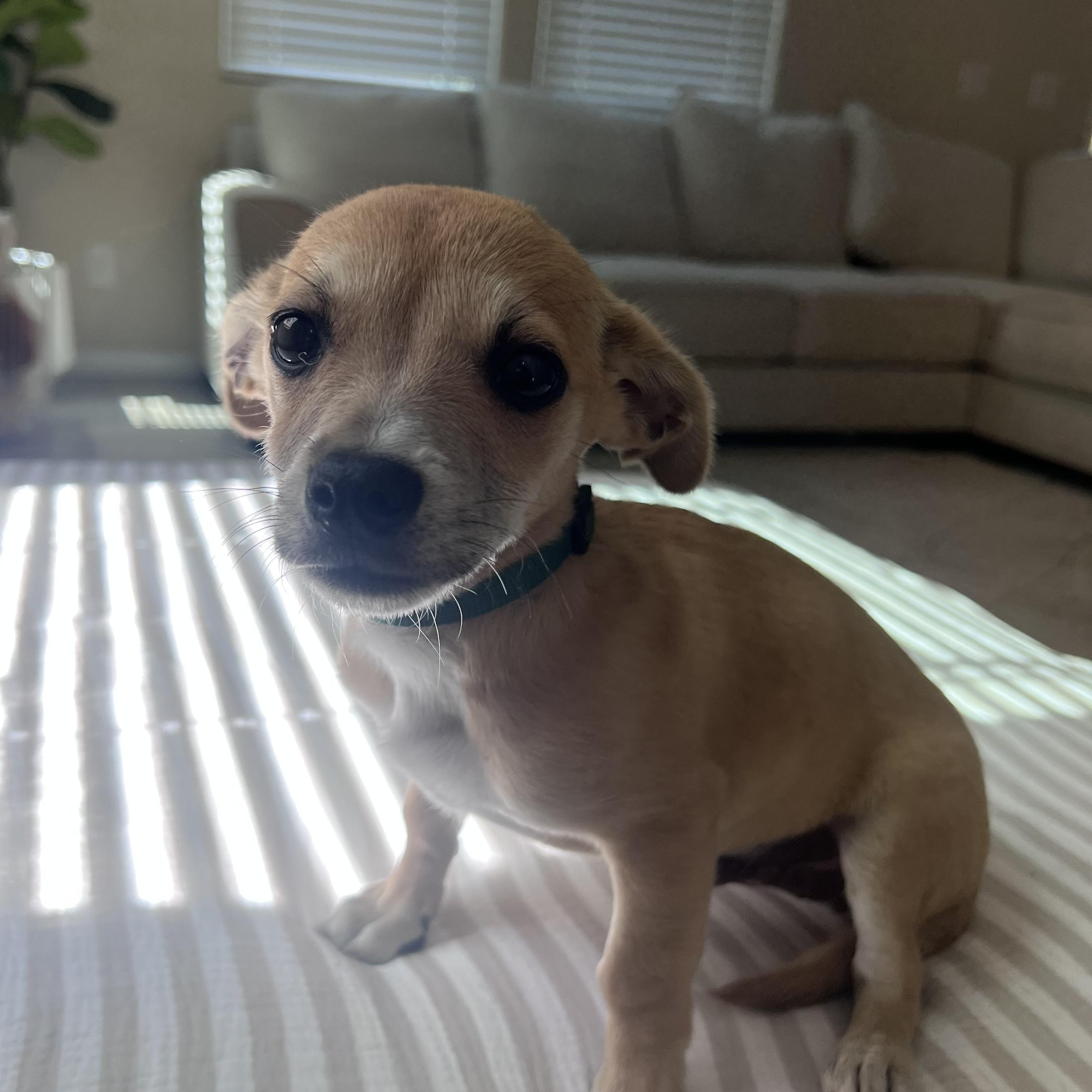 Enlarge James , a ADOPTABLE mixed breed in Henderson, NV image 3/3