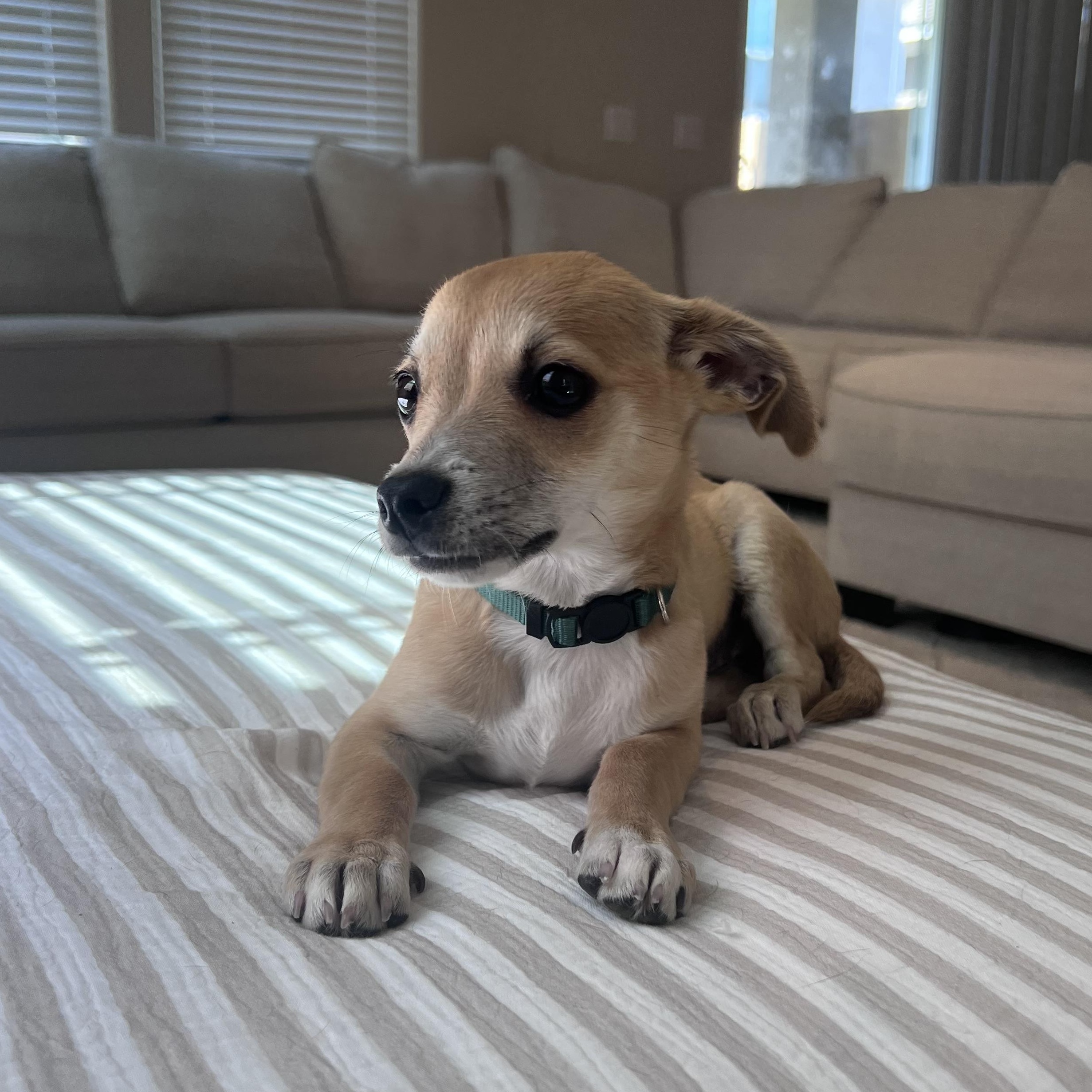 James , ADOPTABLE, Puppy Male Chihuahua.