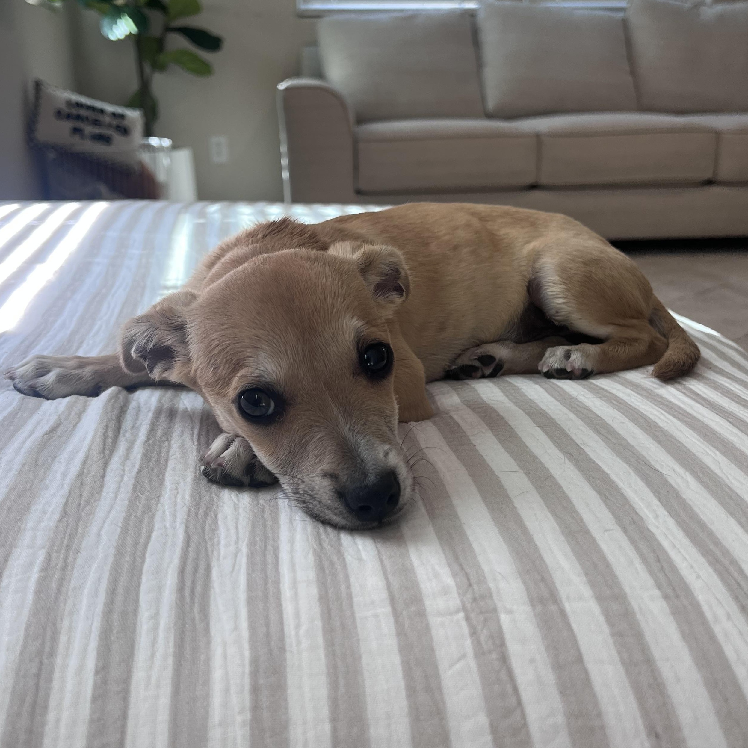 Enlarge James , a ADOPTABLE mixed breed in Henderson, NV image 2/3