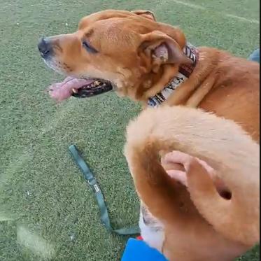 Rocko - Loves his people & toys Adoption Fee Sponsored! $0, a Adoptable mixed breed in Flagstaff, AZ image 1/6