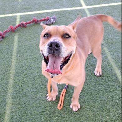 Rocko - Loves his people & toys Adoption Fee Sponsored! $0, a Adoptable mixed breed in Flagstaff, AZ image 2/6