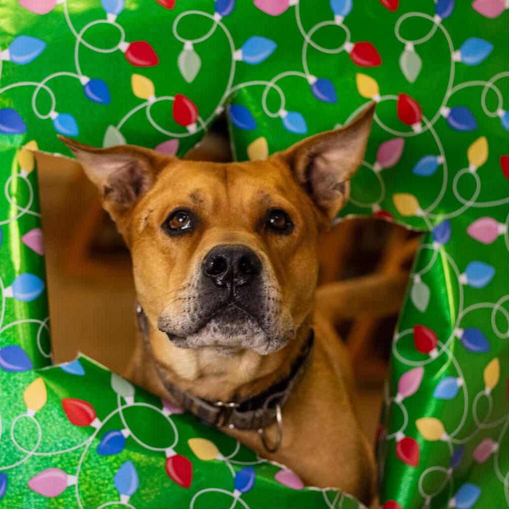 Enlarge Rocko - Adoption Fee Sponsored! $0, a Adoptable mixed breed in Flagstaff, AZ image 3/6