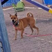 Rocko - Loves his people & toys Adoption Fee Sponsored! $0, a Adoptable mixed breed in Flagstaff, AZ image 3/6