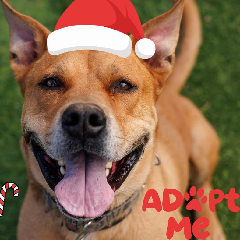 Rocko - Loves his people & toys Adoption Fee Sponsored! $0, a Adoptable mixed breed in Flagstaff, AZ image 4/6