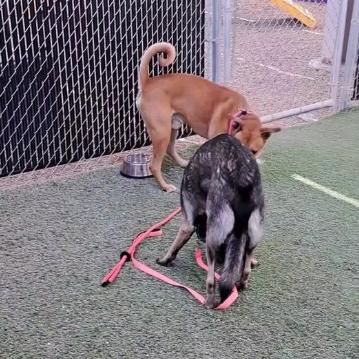 Rocko - Loves his people & toys Adoption Fee Sponsored! $0, a Adoptable mixed breed in Flagstaff, AZ image 6/6