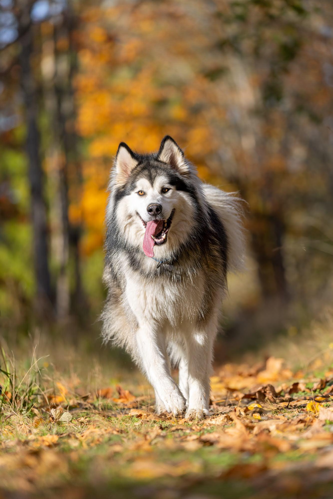LOKI, Adoptable, Young Male Alaskan Malamute.