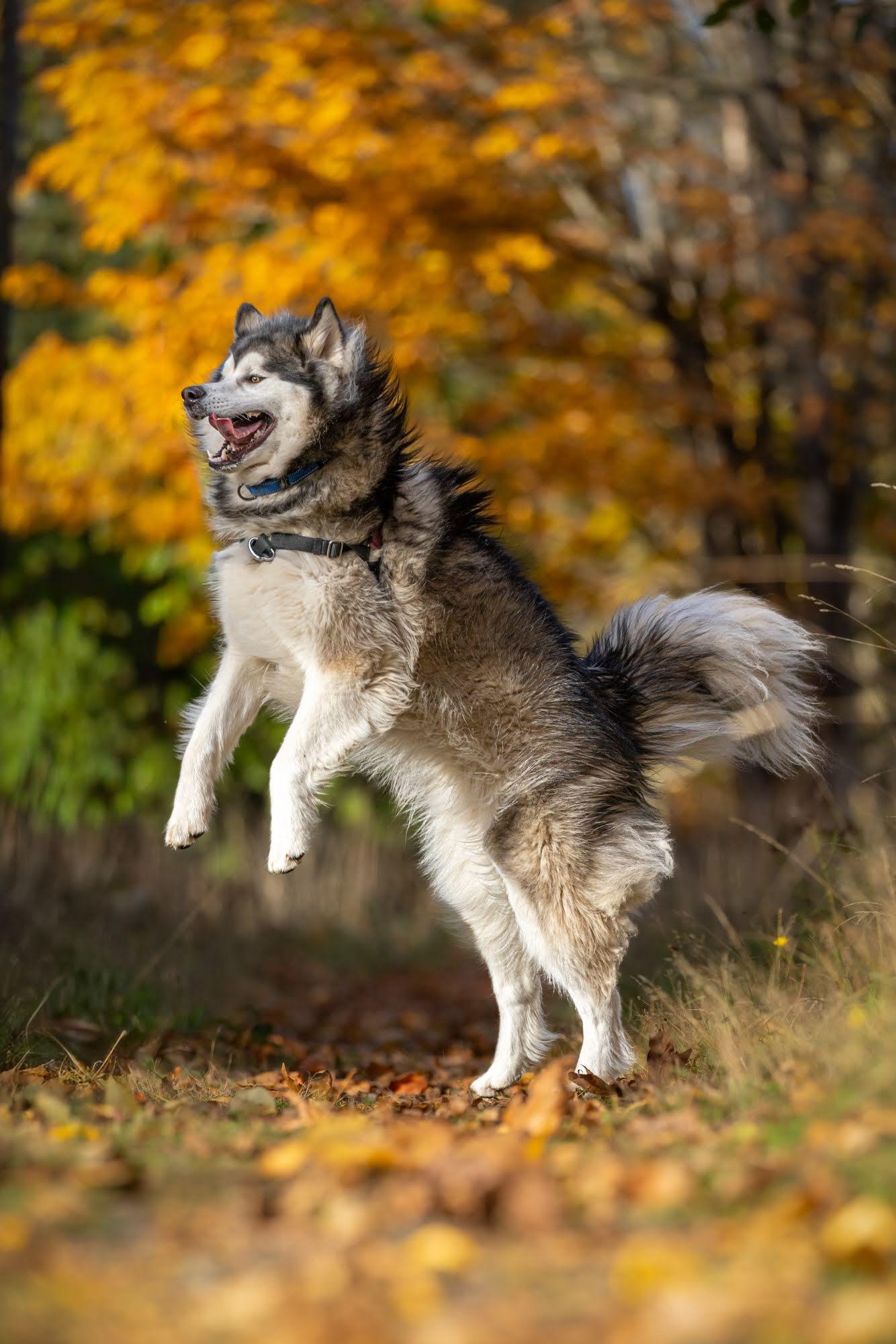 LOKI, a Adoptable Alaskan Malamute in Seattle, WA image 2/3