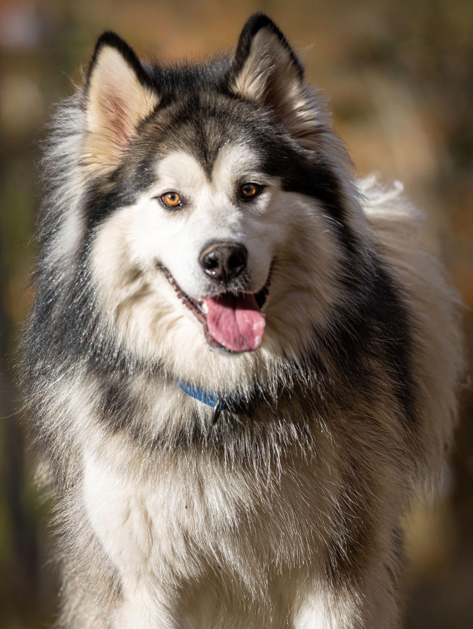 LOKI, a Adoptable Alaskan Malamute in Seattle, WA image 3/3