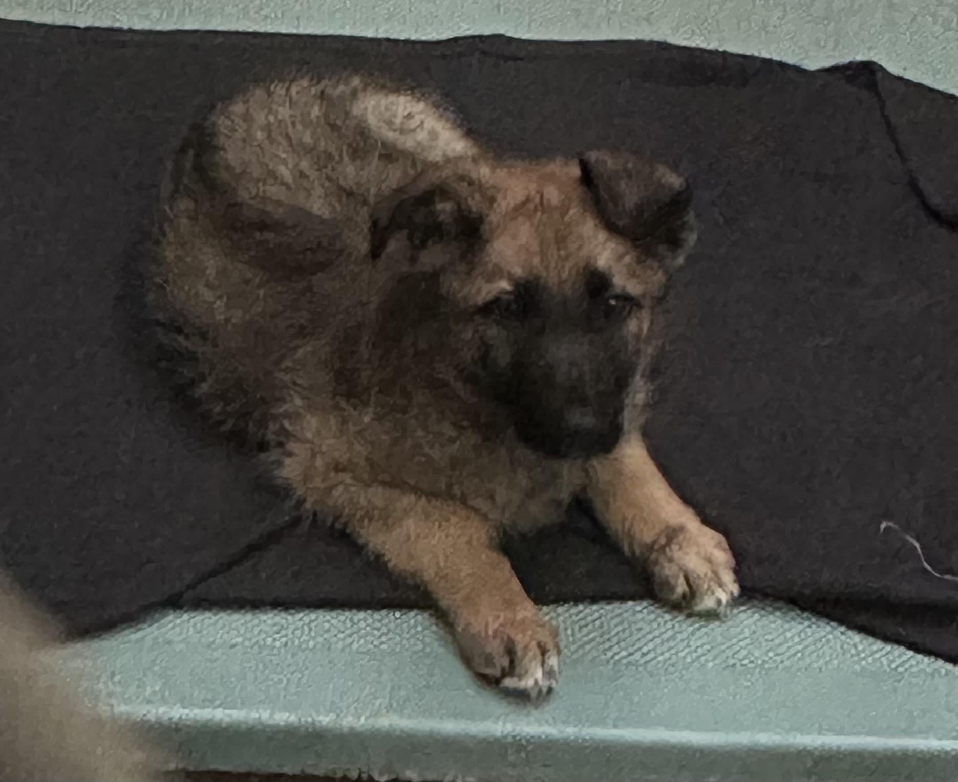 Lena, ADOPTABLE, Young Female German Shepherd Dog.