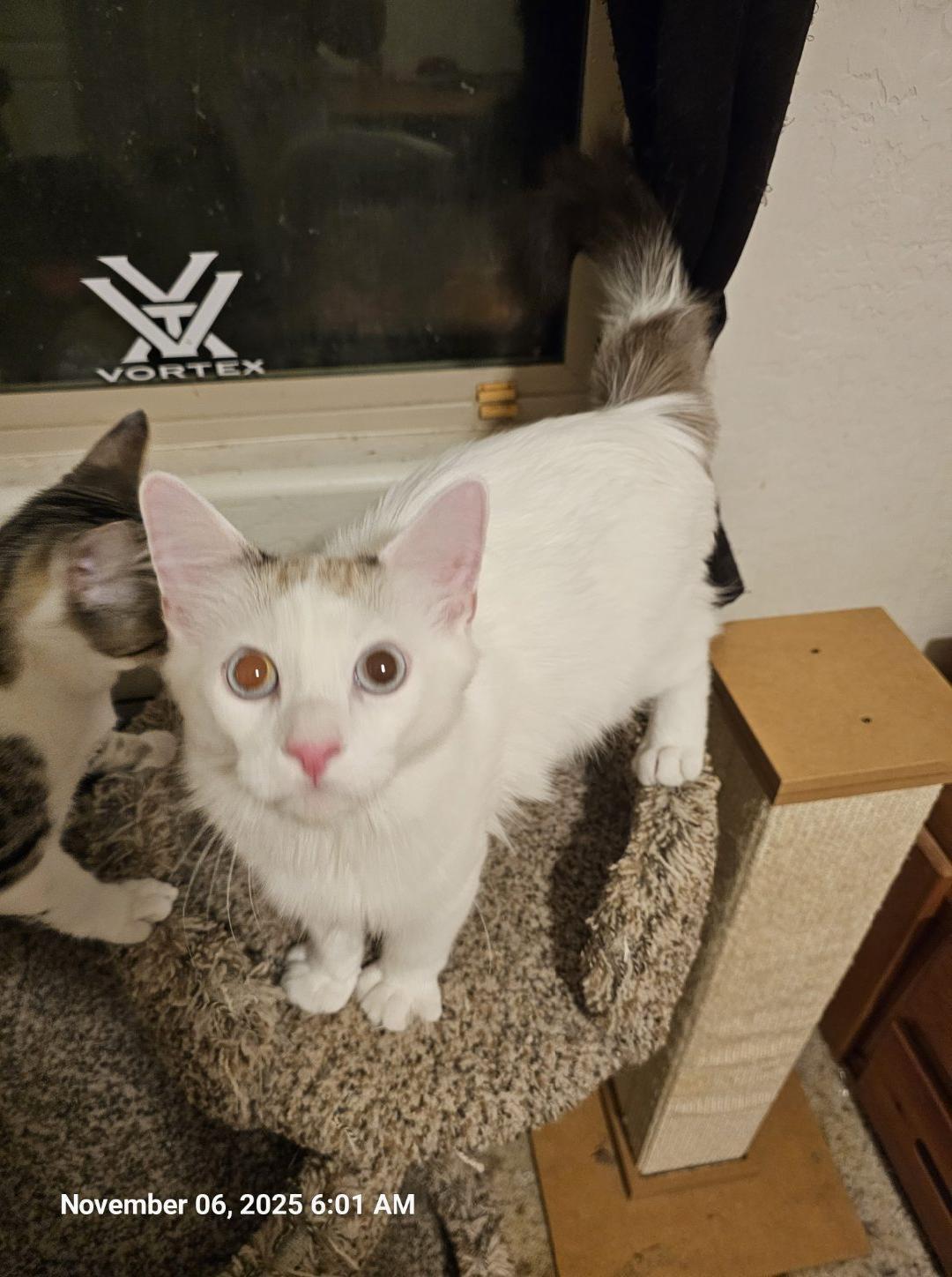 Artie, Adoptable, Young Male Domestic Long Hair & Siamese.