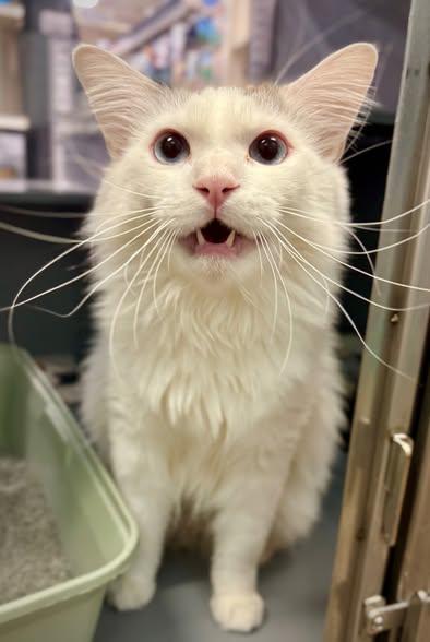 Artie, a Adoptable mixed breed in Glendale, AZ image 2/3