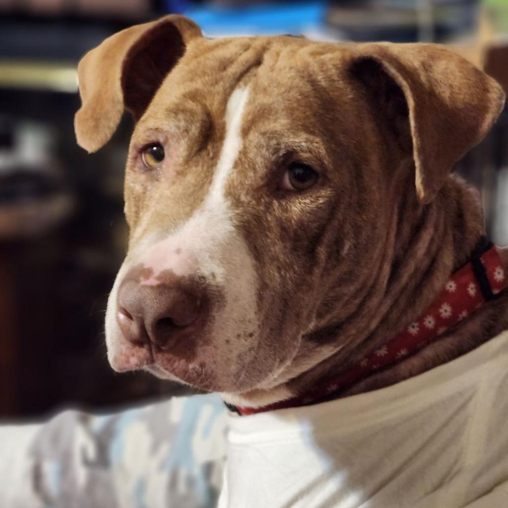 Hazel, Adoptable, Senior Female Pit Bull Terrier.