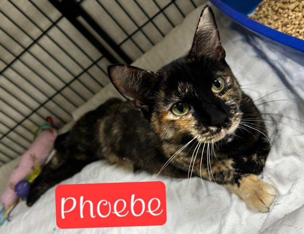 Enlarge Phoebe, a Adoptable mixed breed in Jim Thorpe, PA image 1/3