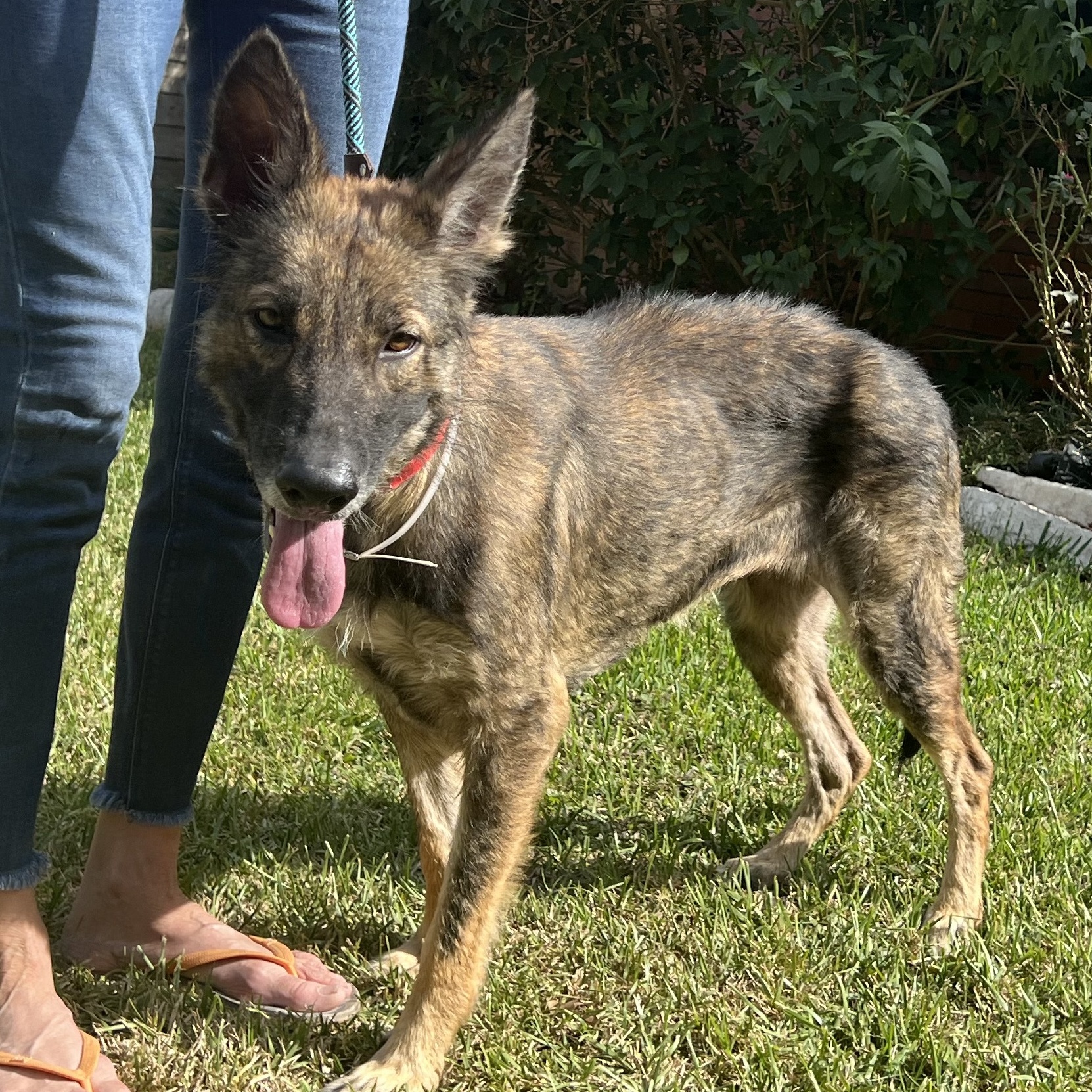 Dog for adoption Candy, a German Shepherd Dog in Allentown, PA