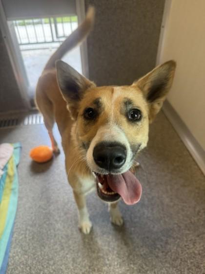 Enlarge Grace, a ADOPTABLE mixed breed in Hamilton, MT image 3/6
