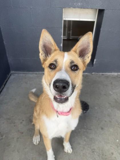 Enlarge Grace, a ADOPTABLE mixed breed in Hamilton, MT image 2/6
