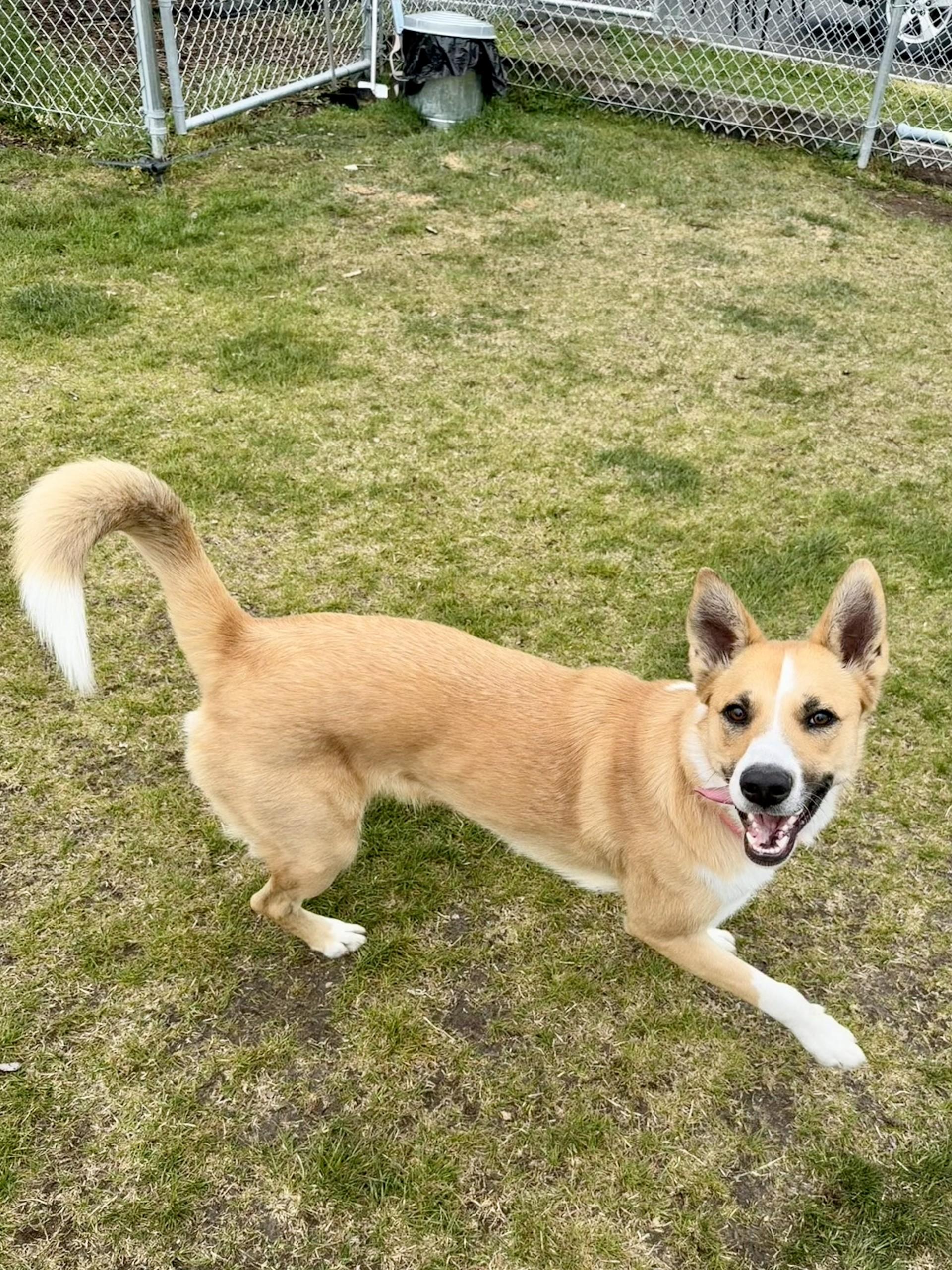 Enlarge Grace, a ADOPTABLE mixed breed in Hamilton, MT image 5/6