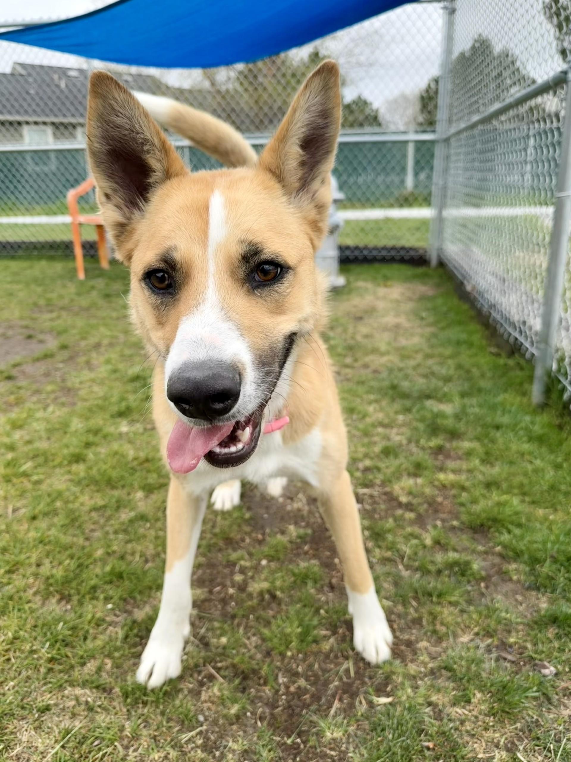 Enlarge Grace, a ADOPTABLE mixed breed in Hamilton, MT image 6/6