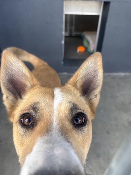 Enlarge Grace, a ADOPTABLE mixed breed in Hamilton, MT image 4/6