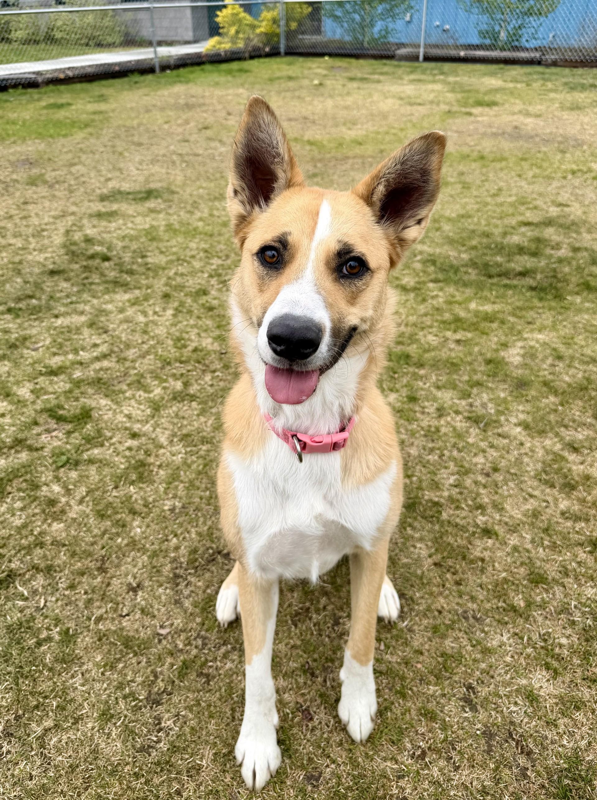 Enlarge Grace, a ADOPTABLE mixed breed in Hamilton, MT image 1/6