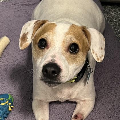 Enlarge Jax, a ADOPTABLE mixed breed in Dubuque, IA image 1/2