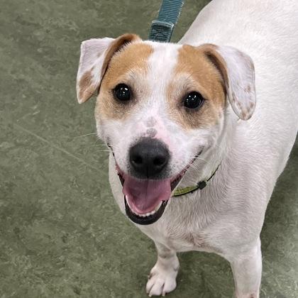 Enlarge Jax, a ADOPTABLE mixed breed in Dubuque, IA image 2/2