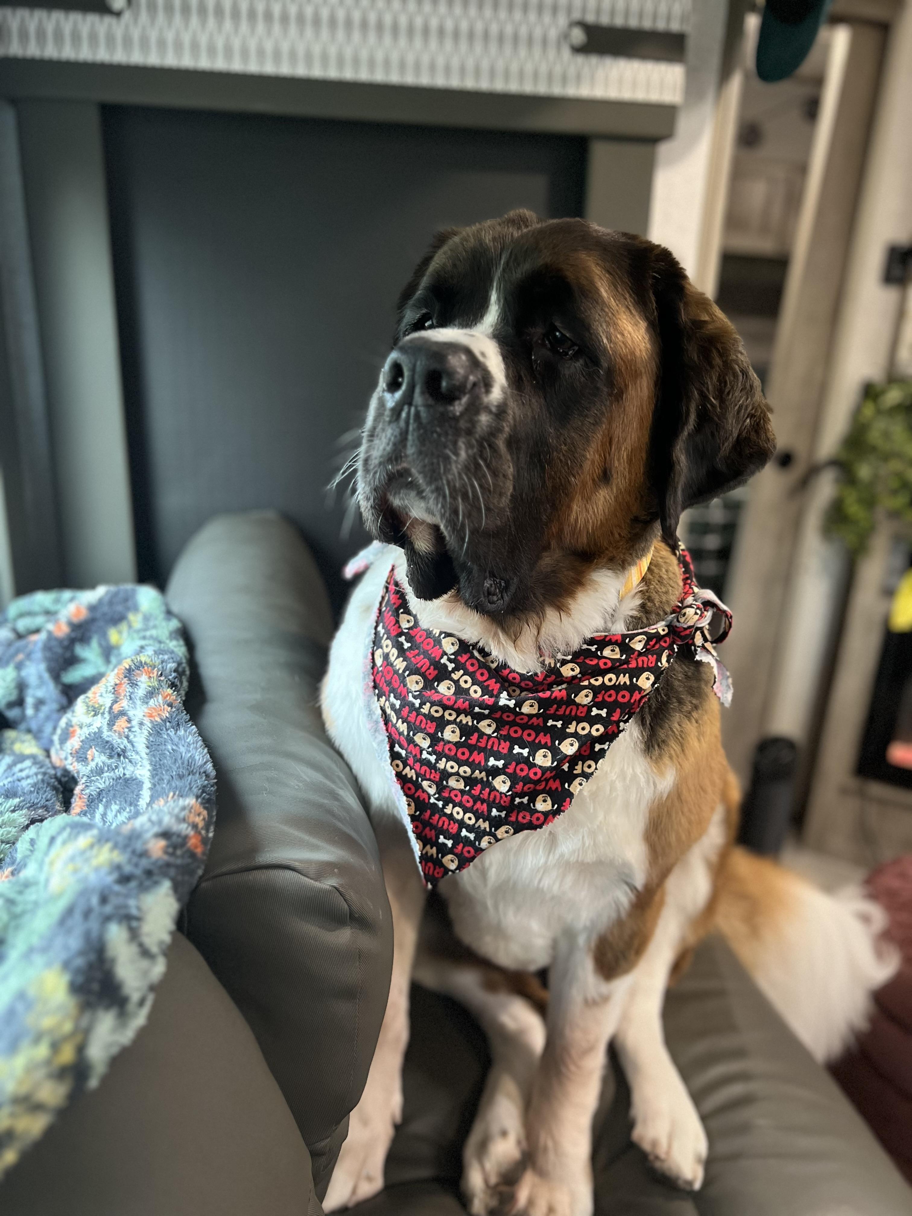 Mavis, a Adoptable Saint Bernard in Bellingham, WA image 5/6