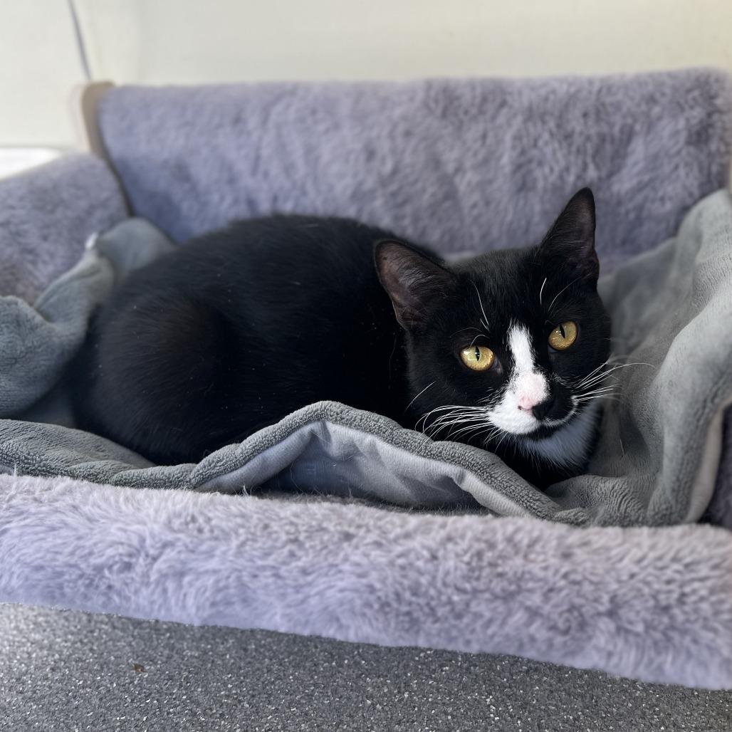 Polka, Adoptable, Adult Female Domestic Short Hair.