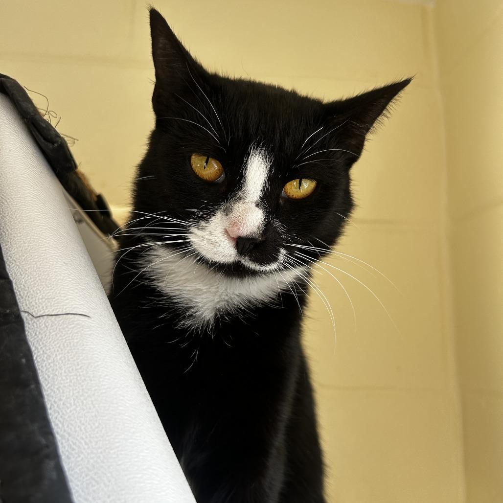 Enlarge Polka, a Adoptable mixed breed in Chesapeake, VA image 2/6