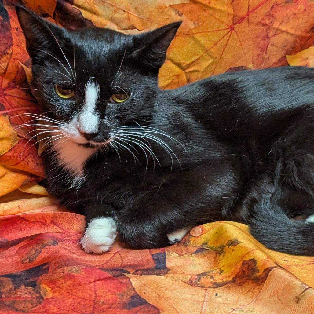 Enlarge Polka, a Adoptable mixed breed in Chesapeake, VA image 3/6