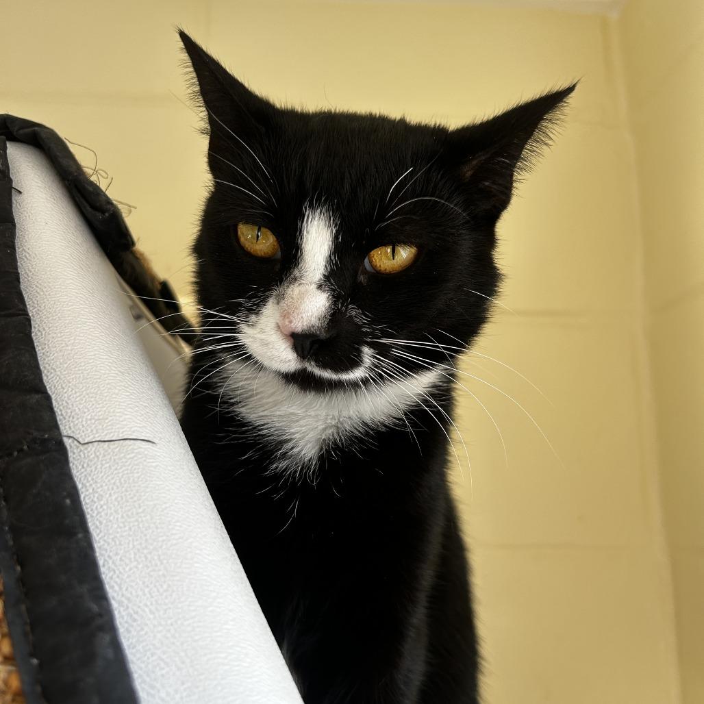 Enlarge Polka, a Adoptable mixed breed in Chesapeake, VA image 4/6