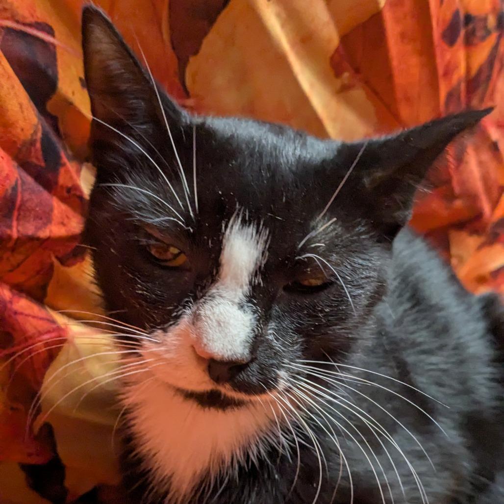 Enlarge Polka, a Adoptable mixed breed in Chesapeake, VA image 5/6