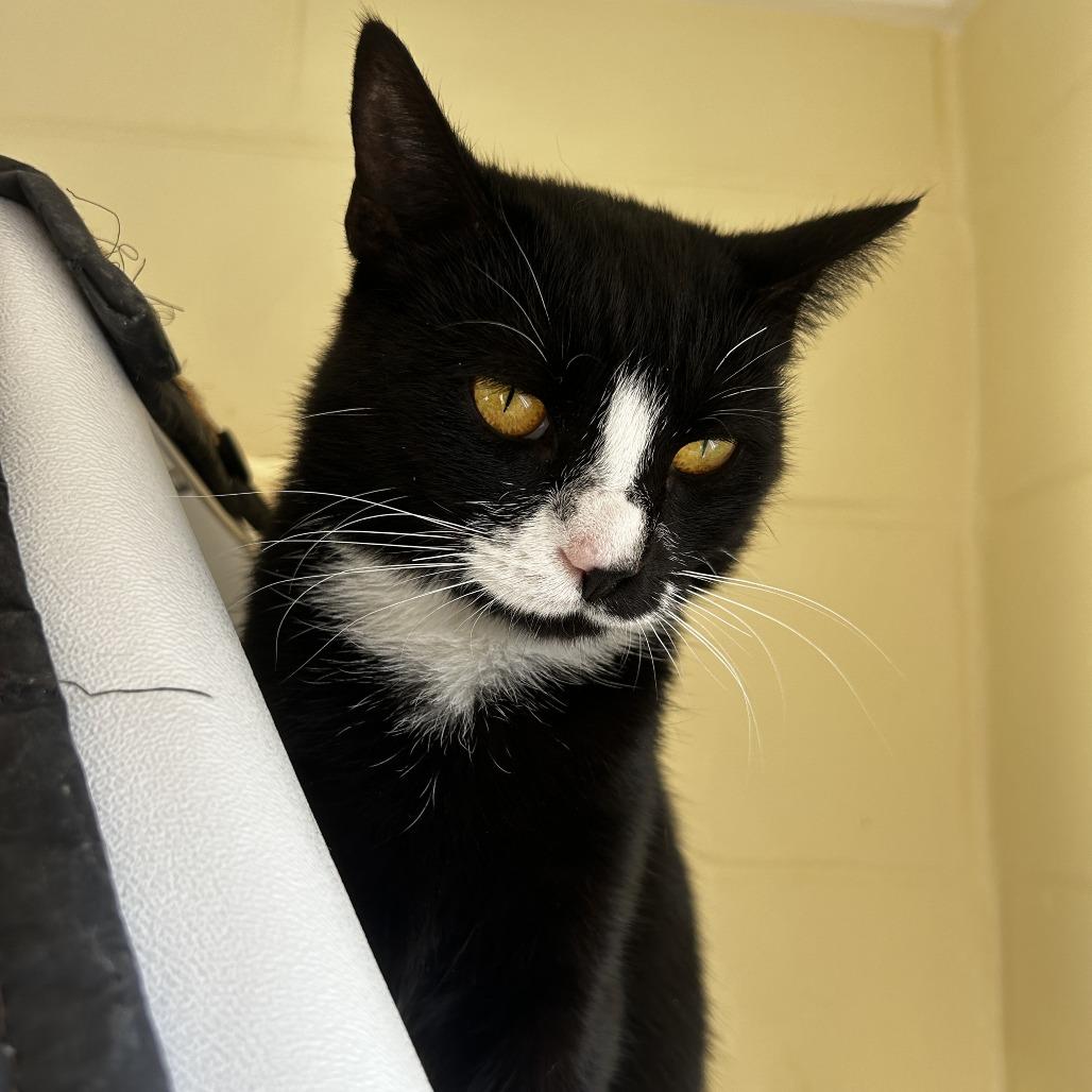 Enlarge Polka, a Adoptable mixed breed in Chesapeake, VA image 6/6